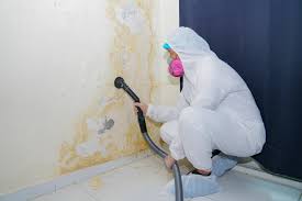 Best Asbestos and Lead Testing During Mold Inspection  in Clearwater, FL